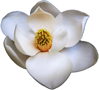 magnoliatlv